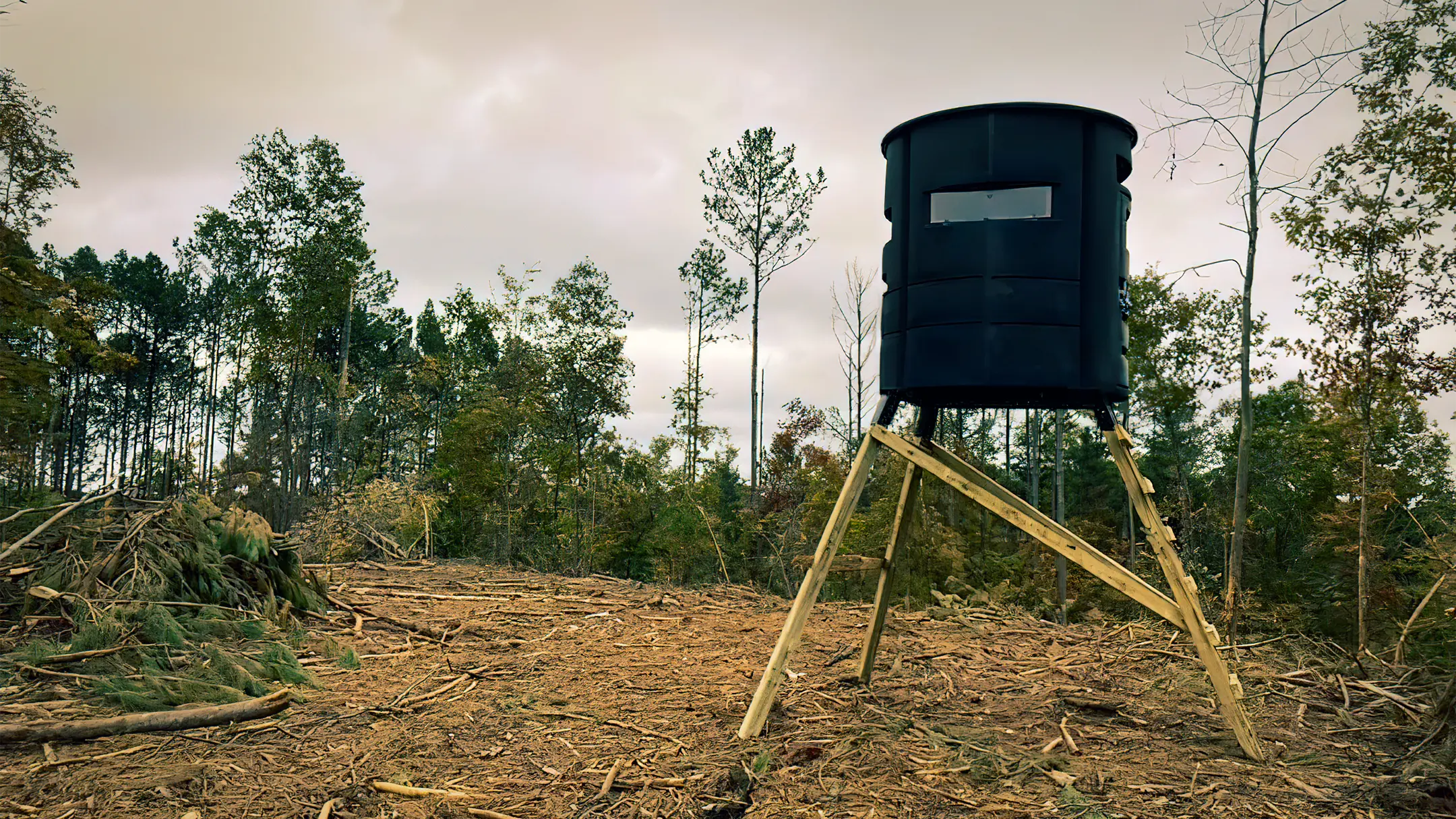 Cleared land managed for hunting with deer stand