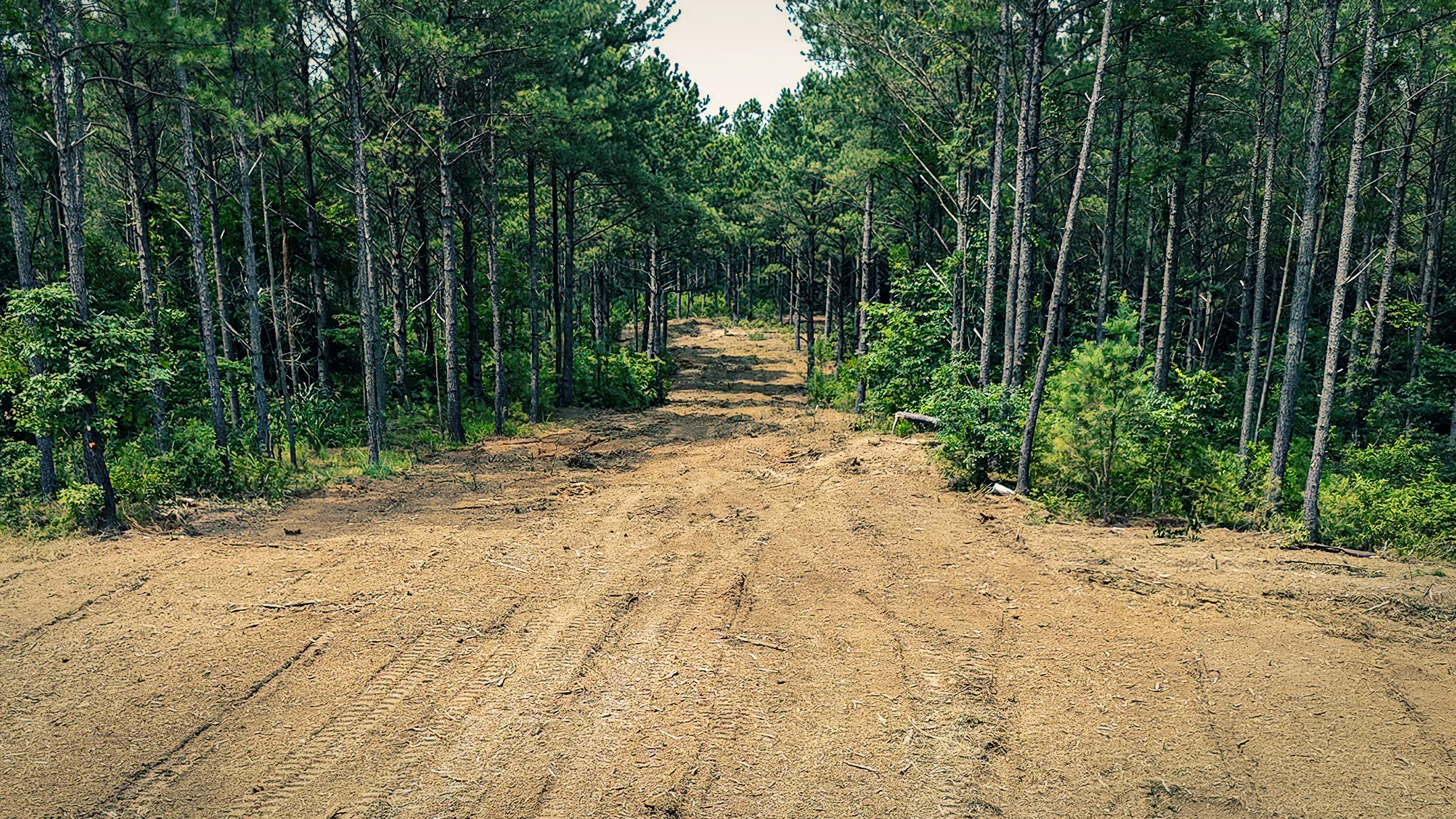 Wooded area before being cleared and prepared for residential, farming or hunting purposes