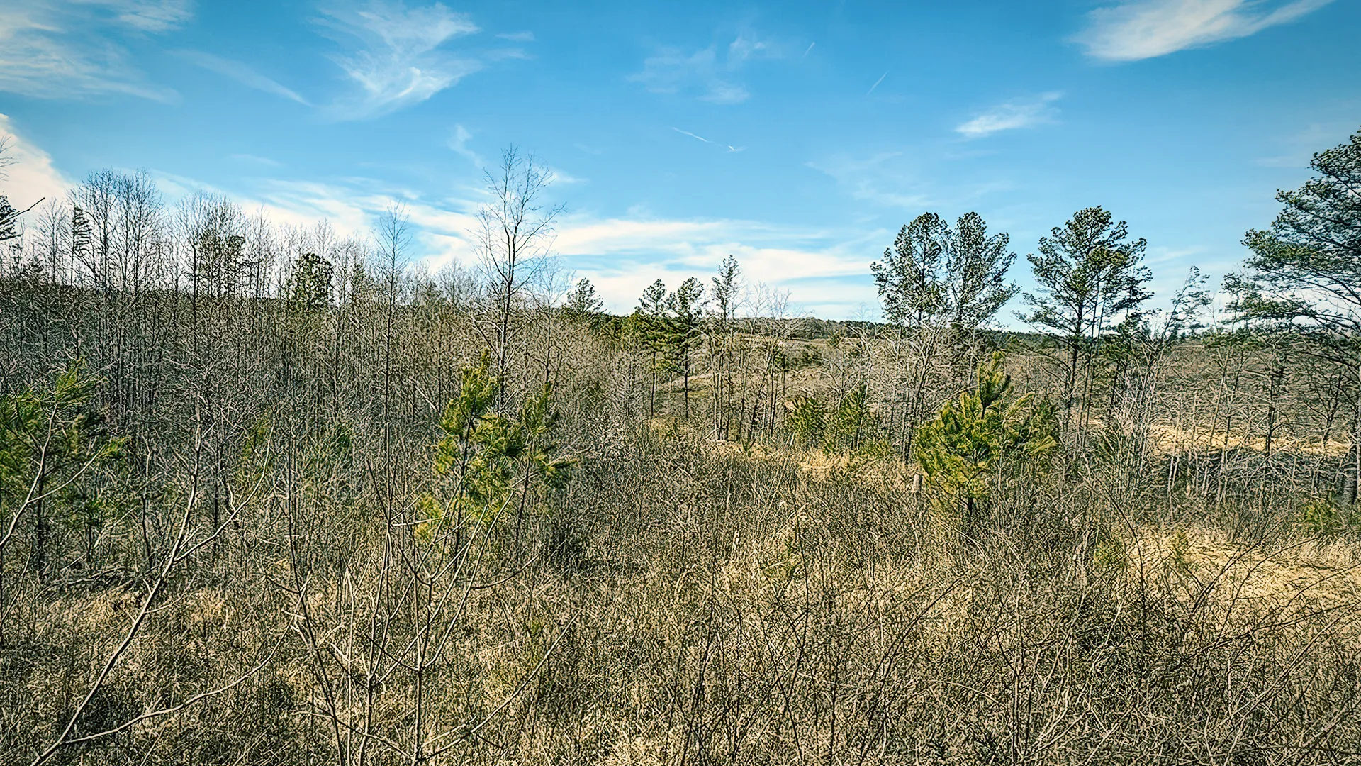 Wooded and brushy area before land management by Jim Greene
