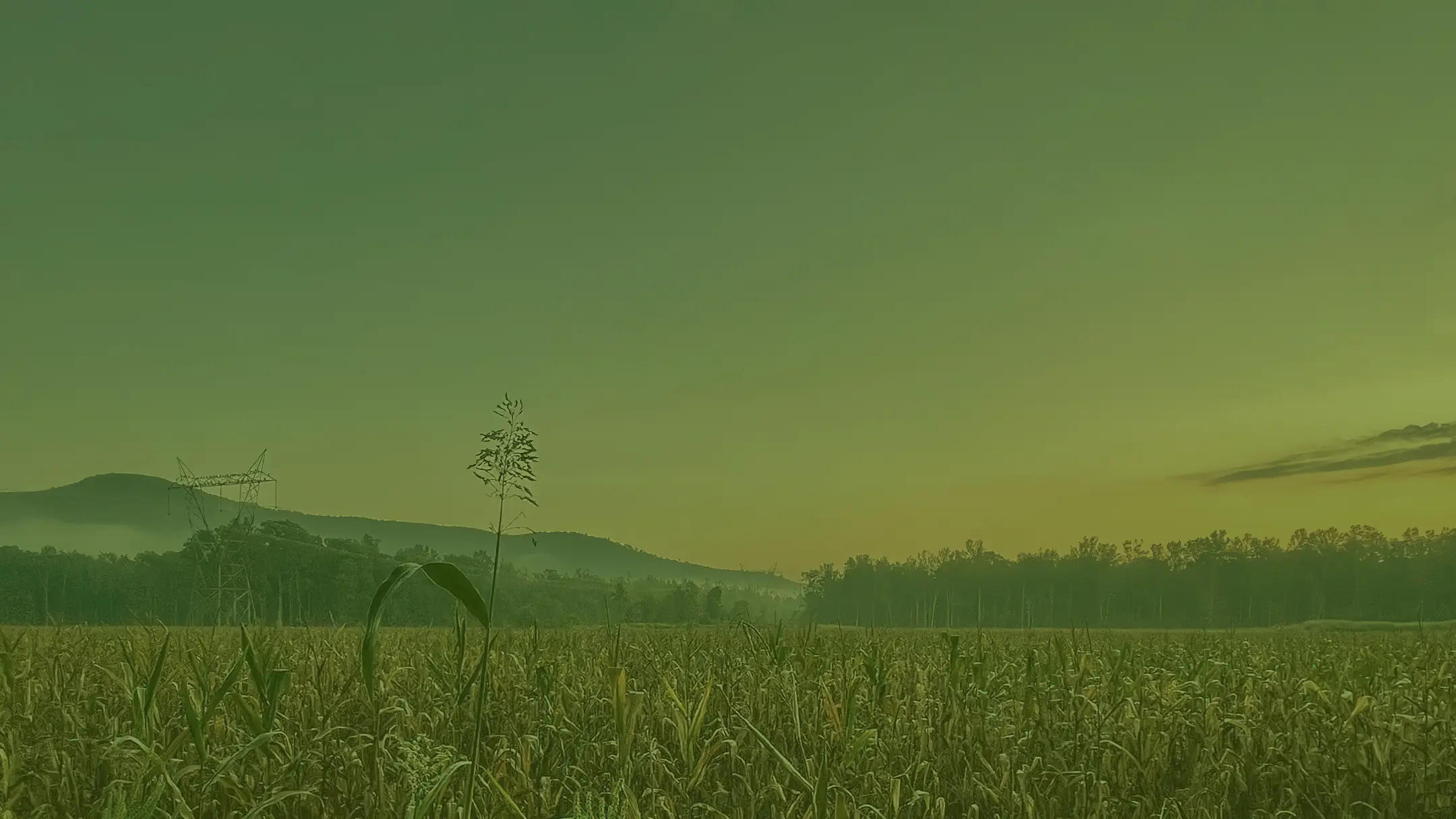 Picturesque sunset of North Alabama corn field property with trees and mountain in the background