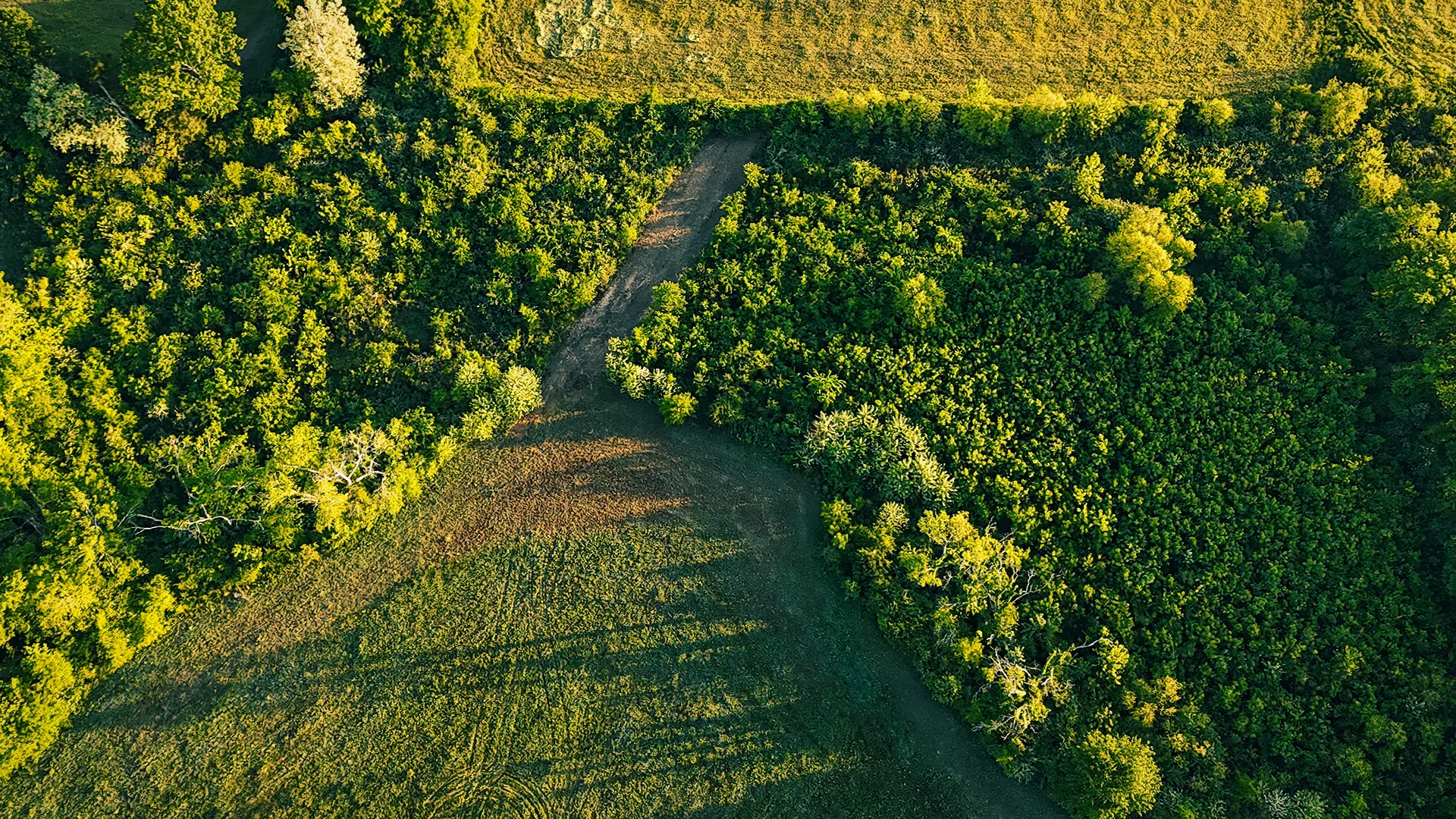 Aerial view of wooded area before land management by Jim Greene
