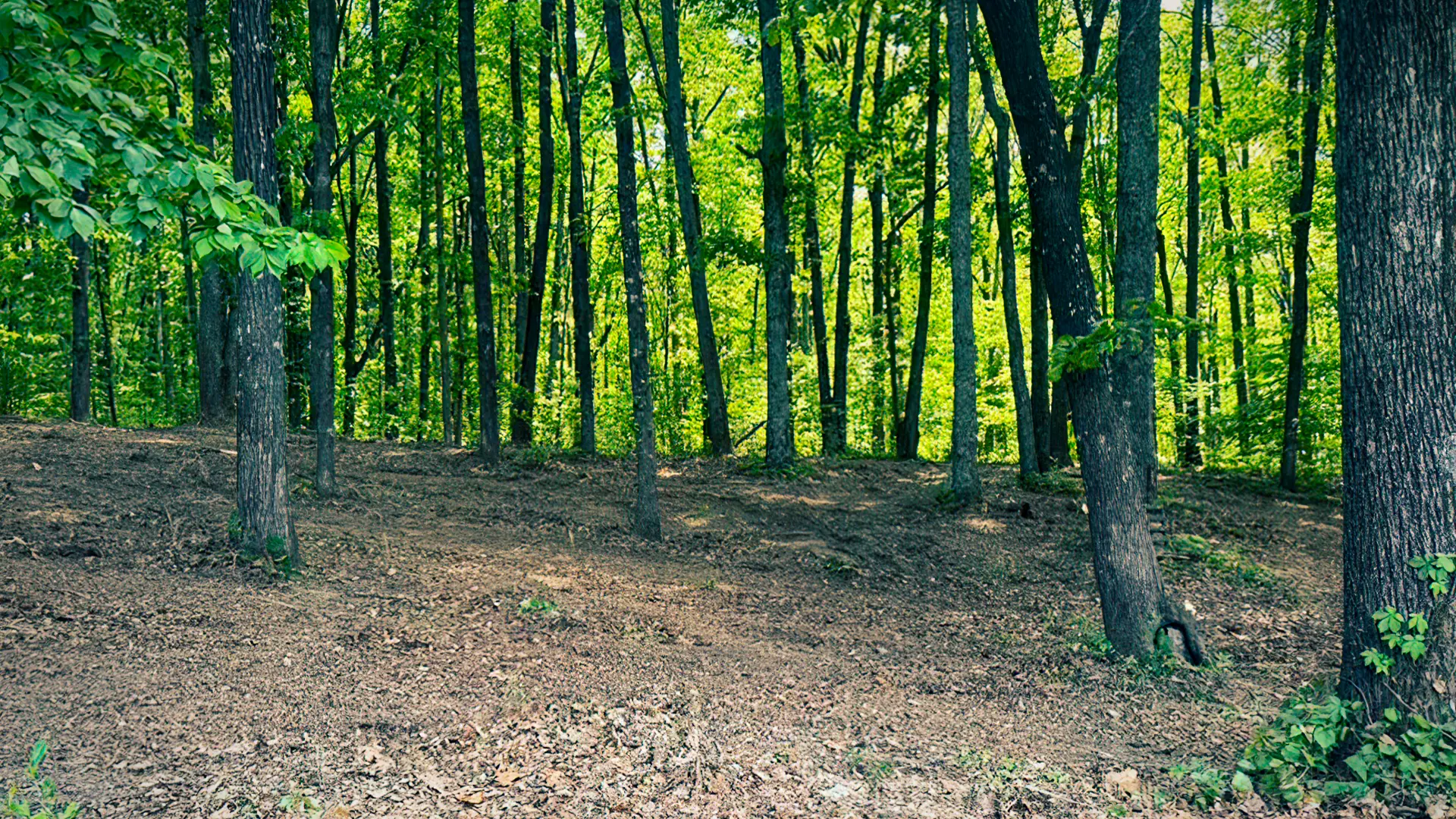 Forest area after land management by Jim Greene