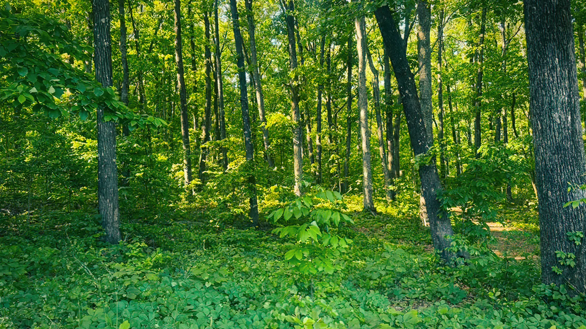 Forest area before land management by Jim Greene